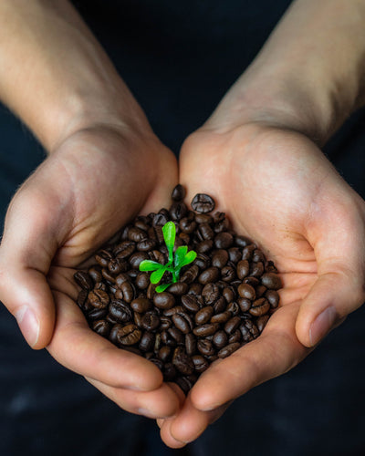 The Rise of Organic Coffee: Trends and Predictions